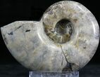 Polished Ammonite (Anapuzosia?) Fossil - Madagascar #25202-1